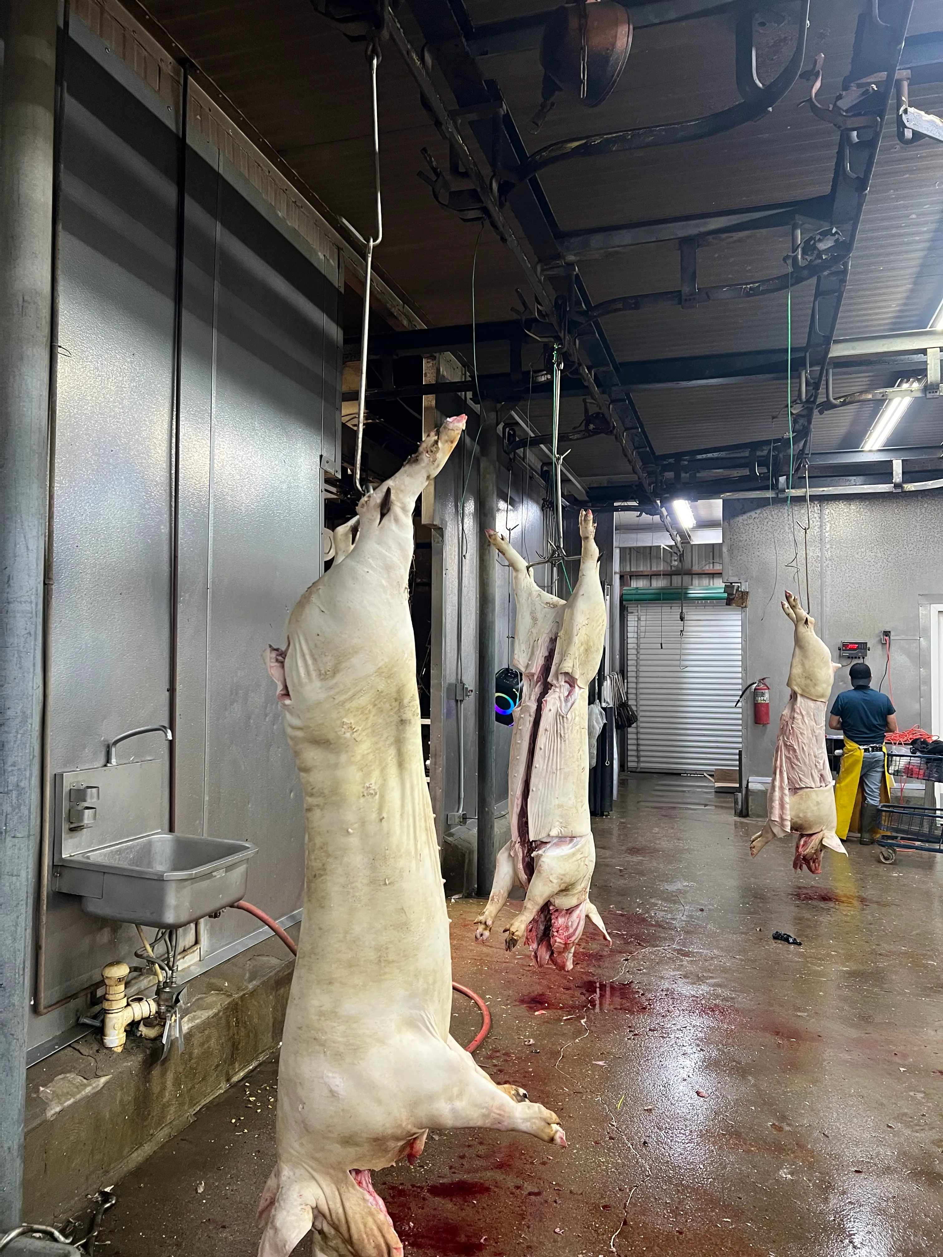 Canales de puerco colgadas en el riel